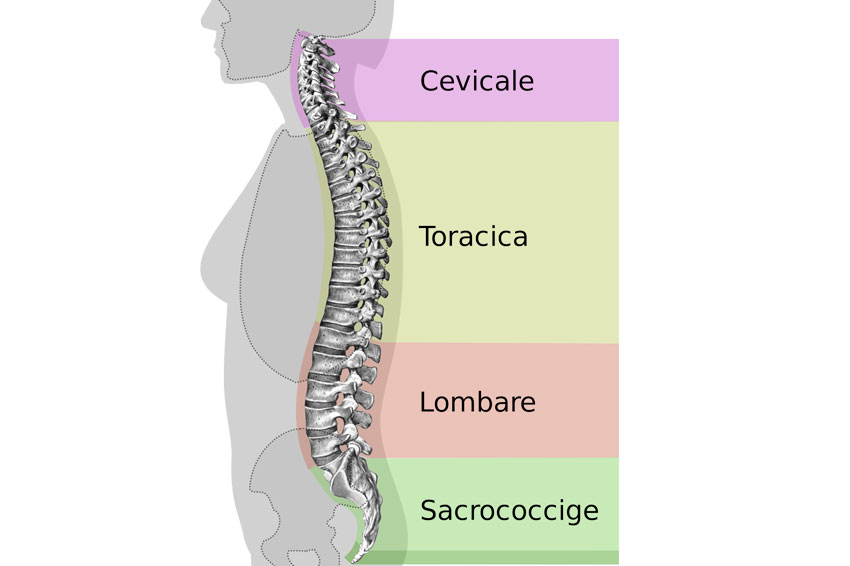radiografia colonna vertebrale