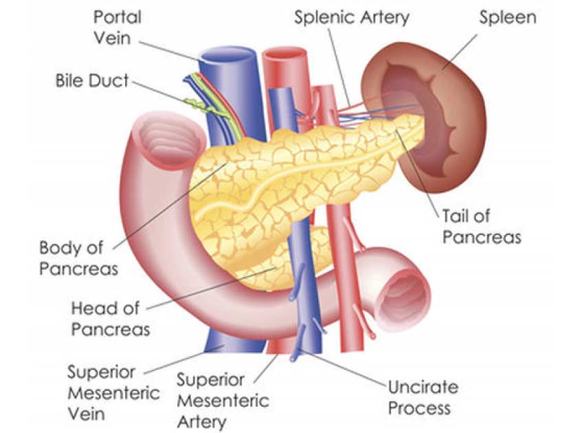 Ecografie al pancreas